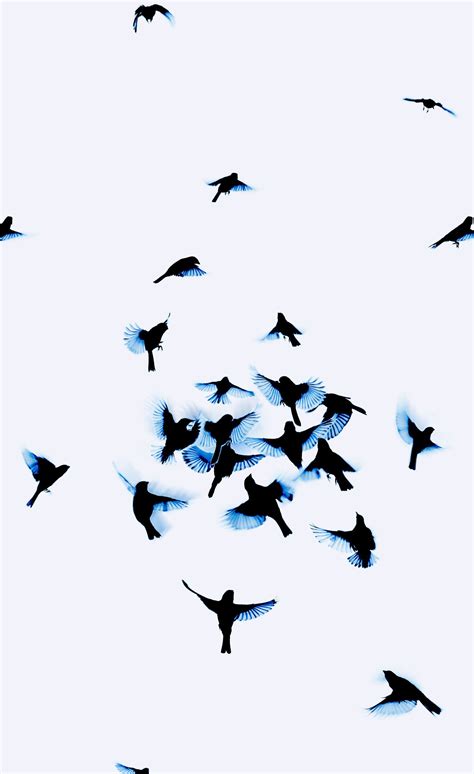 Aesthetic Birds Wallpapers - Wallpaper Cave