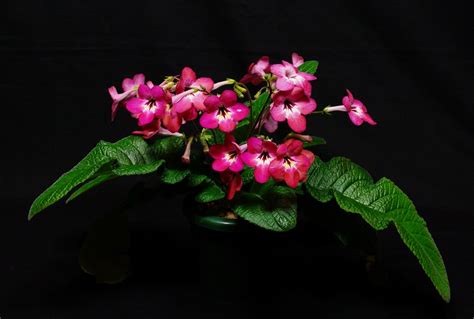 Streptocarpus ‘salmon Sunset’ Gesneriad Reference Web