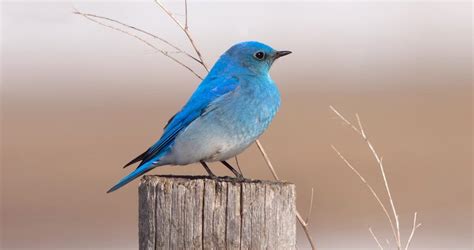 Mountain Bluebird Overview, All About Birds, Cornell Lab of Ornithology