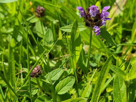 Kleine Braunelle Gewöhnliche Braunelle Prunella vulgaris Flickr