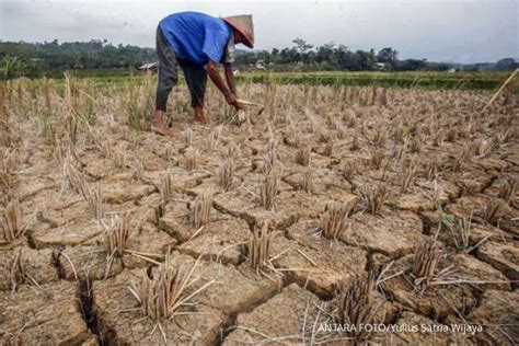 Hadapi El Nino Pemerintah Siapkan Rp Triliun Untuk Bantuan Pangan