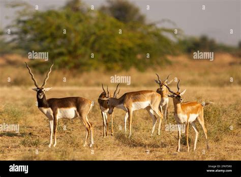 Blackbuck In Rajasthan India Stock Photo Alamy