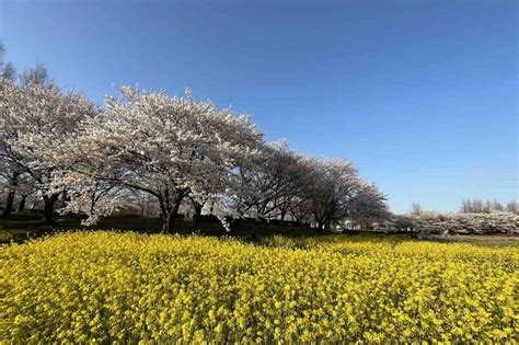 桜と菜の花の競演が見事！ 西蒲区の上堰潟公園 桜は8～9分咲き 43月現在 街ニュース 新潟の街ニュース＆ローカル情報