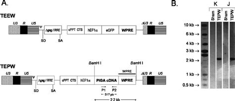 schematic representations  sin lentiviral vector constructs