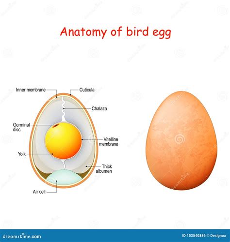 Anatom A Del Huevo Del P Jaro Diagrama Esquem Tico De Un Huevo Del