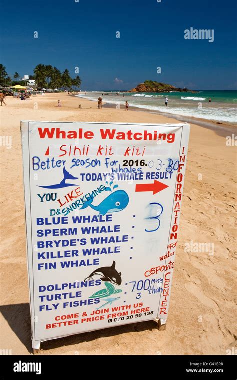 L1734sri Lanka Mirissa Beach Whale Watching Boat Trip Excursion Sign