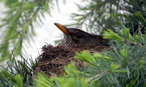 Blackbird Nest Brood Bird Free Photo On Pixabay Pixabay