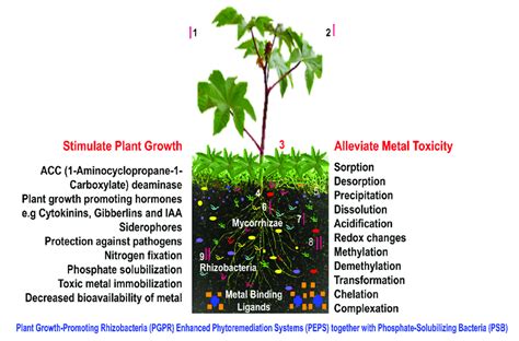 Ricinus Communis Interactions With Rhizospheric Bacteria Fungi Key