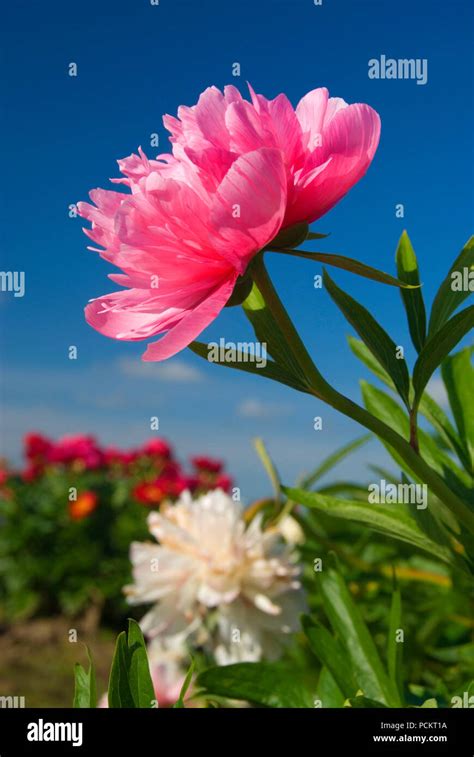 Salmon Beauty Peony Adelman Peony Garden Brooks Oregon Stock Photo