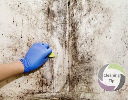 Mold Removal from Walls | Maids by Trade