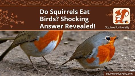 Do Squirrels Eat Birds Shocking Answer Revealed Squirrel University