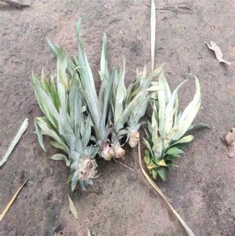 Full Sun Exposure Queen Pineapple Plant, For Fruits at ₹ 5/piece in ...