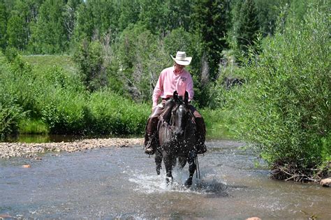 Blue Hancock - Platinum Equine Auction