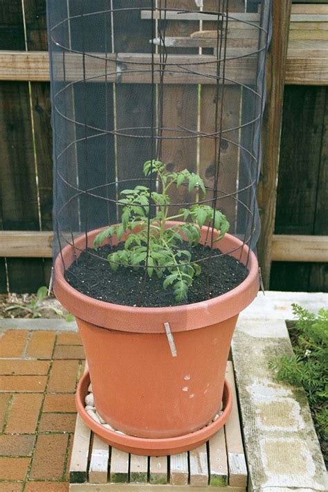 How To Grow Tomatoes In Containers Finegardening Potted Tomato Plants