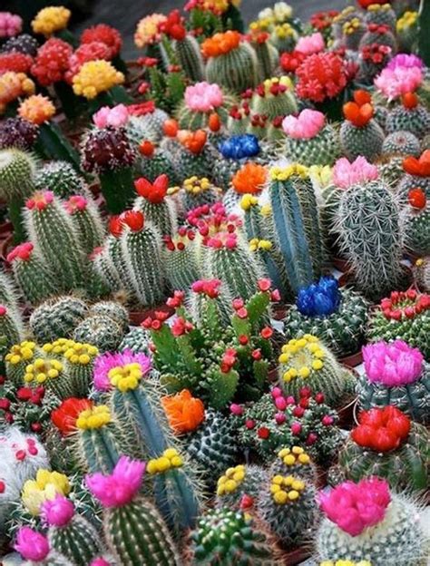 Cómo Hacer Un Cactus De Colores / Cuándo regar un cactus según el clima. - vasperty