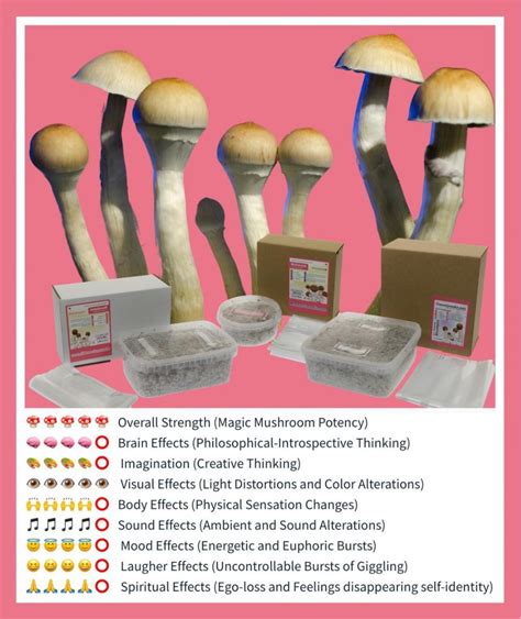 The Best Magic Mushroom Grow Kits Grow Psychedelic Mushrooms