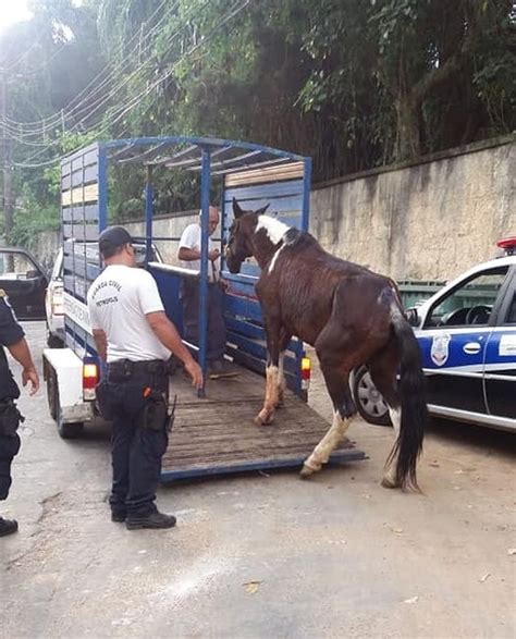 Cavalo vítima de maus tratos é resgatado em bairro de Petrópolis no RJ