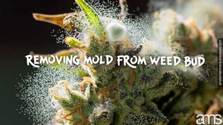 Mold On Your Bud How To Remove Mold From Weed