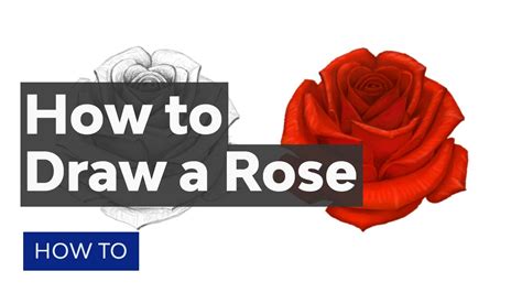 Rose Drawings In Pencil Step By Step