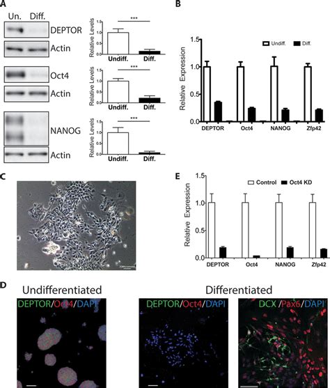 Deptor Is Down Regulated During Mescs Differentiation A Download