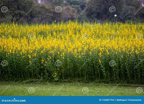 Yellow Fields Of Crotalaria Junceasunn Hemp In Nakhon Pathom Province