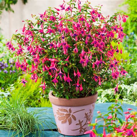 Staudenfuchsie Im Ca Cm Topf Gartenhelden Online