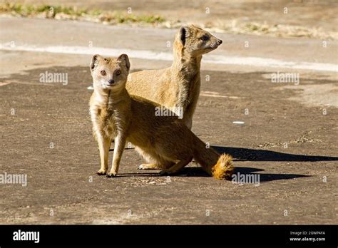 Two young Indian brown mongoose in their natural habitat Stock Photo ...