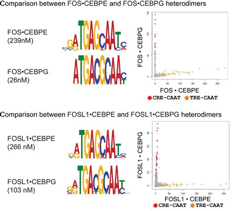 Figures And Data In Combinatorial BZIP Dimers Display Complex DNA