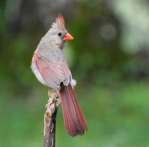 Premium Photo Female Northern Cardinal