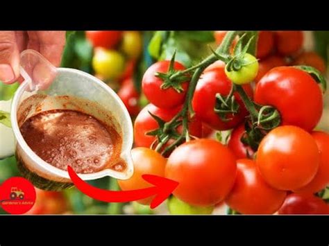 Just 1 tablespoon and the tomatoes will EXPLODE OVERNIGHT! - YouTube