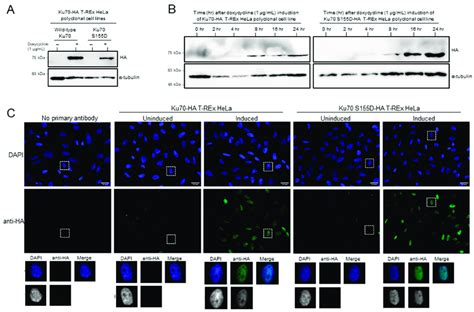 Generating Doxycycline Inducible Wild Type Ku70 HA And Ku70 S155D HA