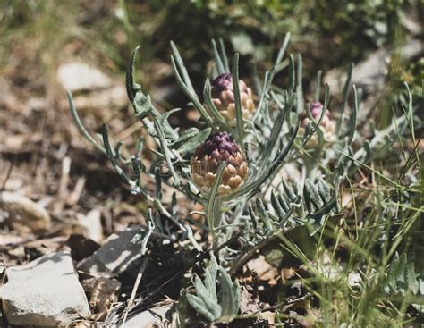 Rhaponticum Carthamoides Flowers Stock Photo Image Of Nature Plant