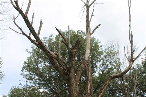 Avoid Deadly Risk Of Dying Ash Trees With Timely Tree Removal