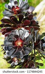 Aeonium Arboreum Zwartkops Images Stock Photos Vectors