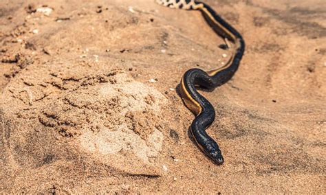 Scopri Il Serpente Di Mare Pi Velenoso Del Mondo