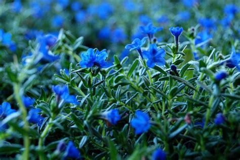 Piante E Fiori Di Maggio Idee E Foto