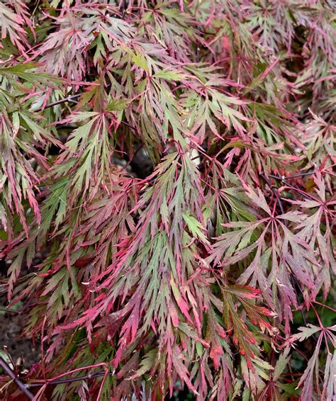 Acer Palmatum Orangeola Poppins Plants