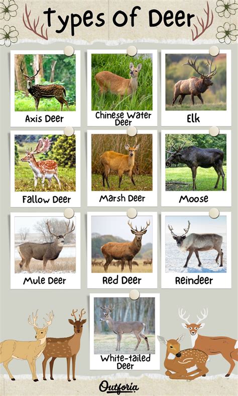 10 Fascinating Types Of Deer ID Guide With Photos Facts