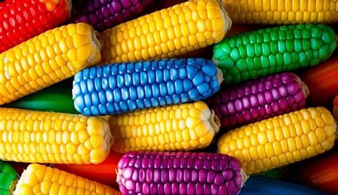 Solve Corn Jigsaw Puzzle Online With 45 Pieces