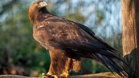 The Golden Eagle: Mexico's Majestic National Bird and Its Symbolism ...