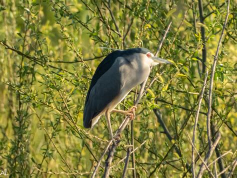 Martinete común Black crowned night heron Nycticorax ny Flickr