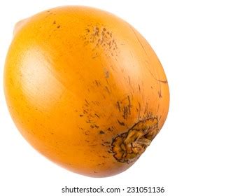 Malayan Yellow Dwarf Images Stock Photos Vectors Shutterstock