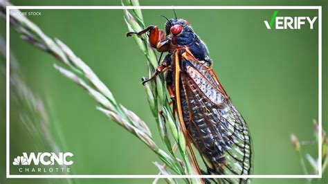 Do Cicadas Pee On You Verify Wcnc