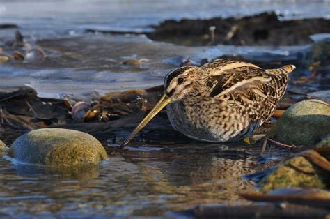 Association Oiseaux Nature B Cassine Des Marais Photo Bertrand Kernel