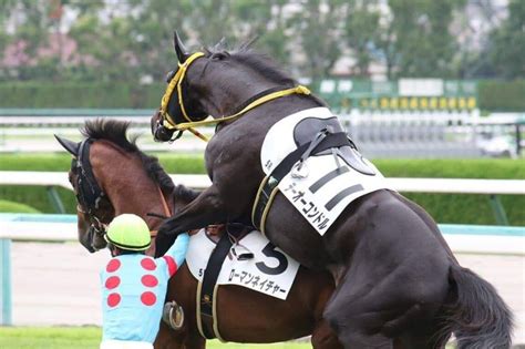 競技馬戰馬都必須騸，否則不用比賽或是打仗了波新聞