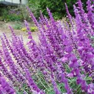 Salvia Leucantha Santa Barbara Mexican Bush Sage G Growers Outlet