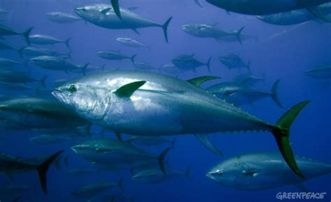 Atlantic Bluefin Tuna Thunnus Thynnus Adriaticnature