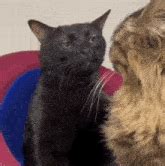 cat zoning  cat stare gif cat zoning  cat stare black cat