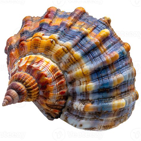 Ai Generated Colorful Seashell Png Sea Shell Isolated Colorful Salt