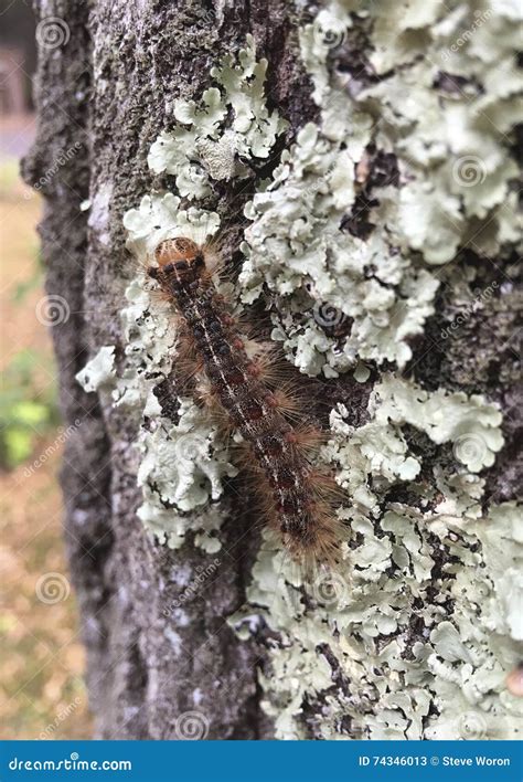 Gypsy Moth Larva Stock Image Image Of Larvae Caterpillar 74346013